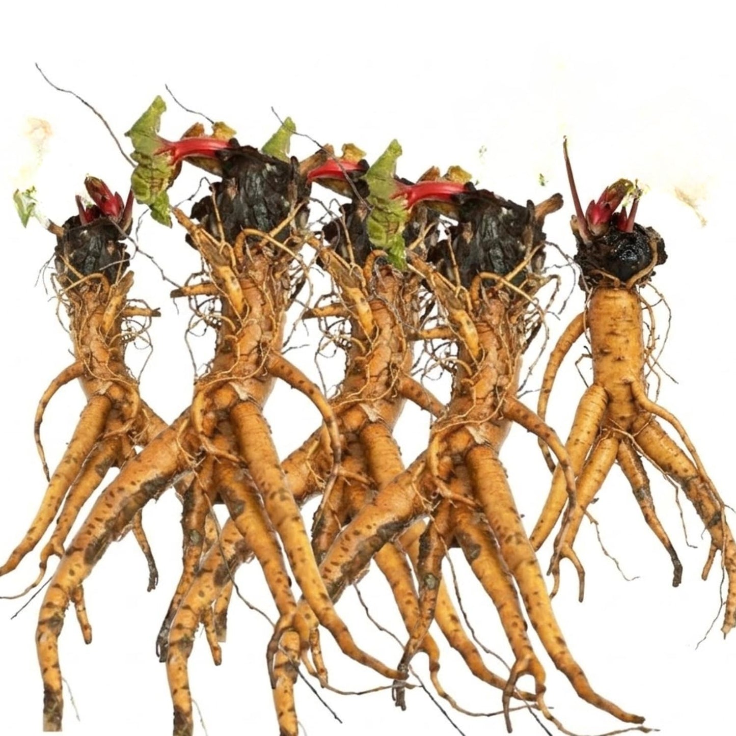 Pack 5 Rhubarb Plants Roots for Planting, Large Rhubarb Plants Live Root for Planting Outside, 4 to 6 Inc Tall, Perennial Vegetable Plant for Backyard Gardens, Large Roots