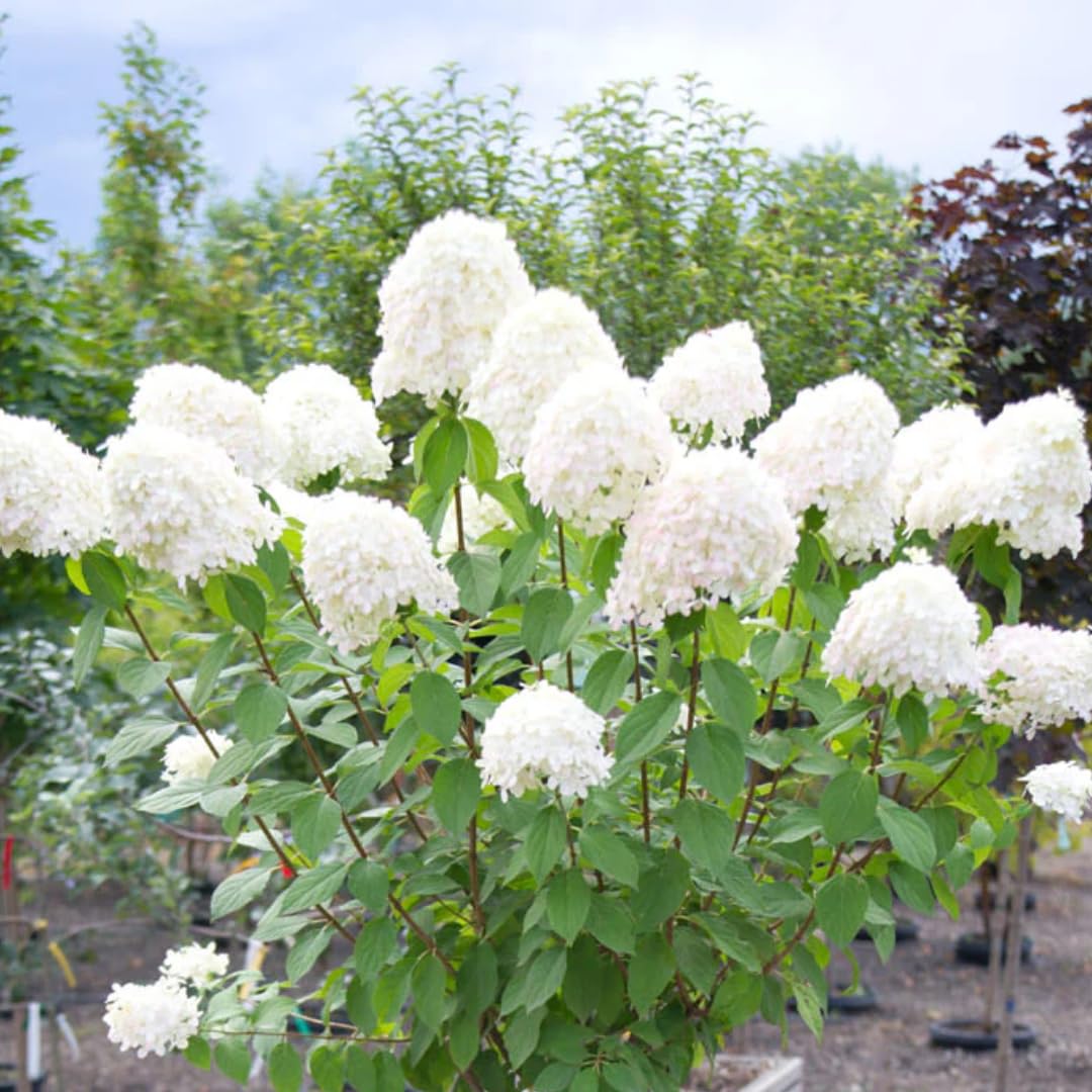 Hydrangea Live Plant Bush Shrub for Planting, 1 Year Old Hydrangea Tree Plant for Outdoor Planting, Change Color Flower Blooms (Pink to White)