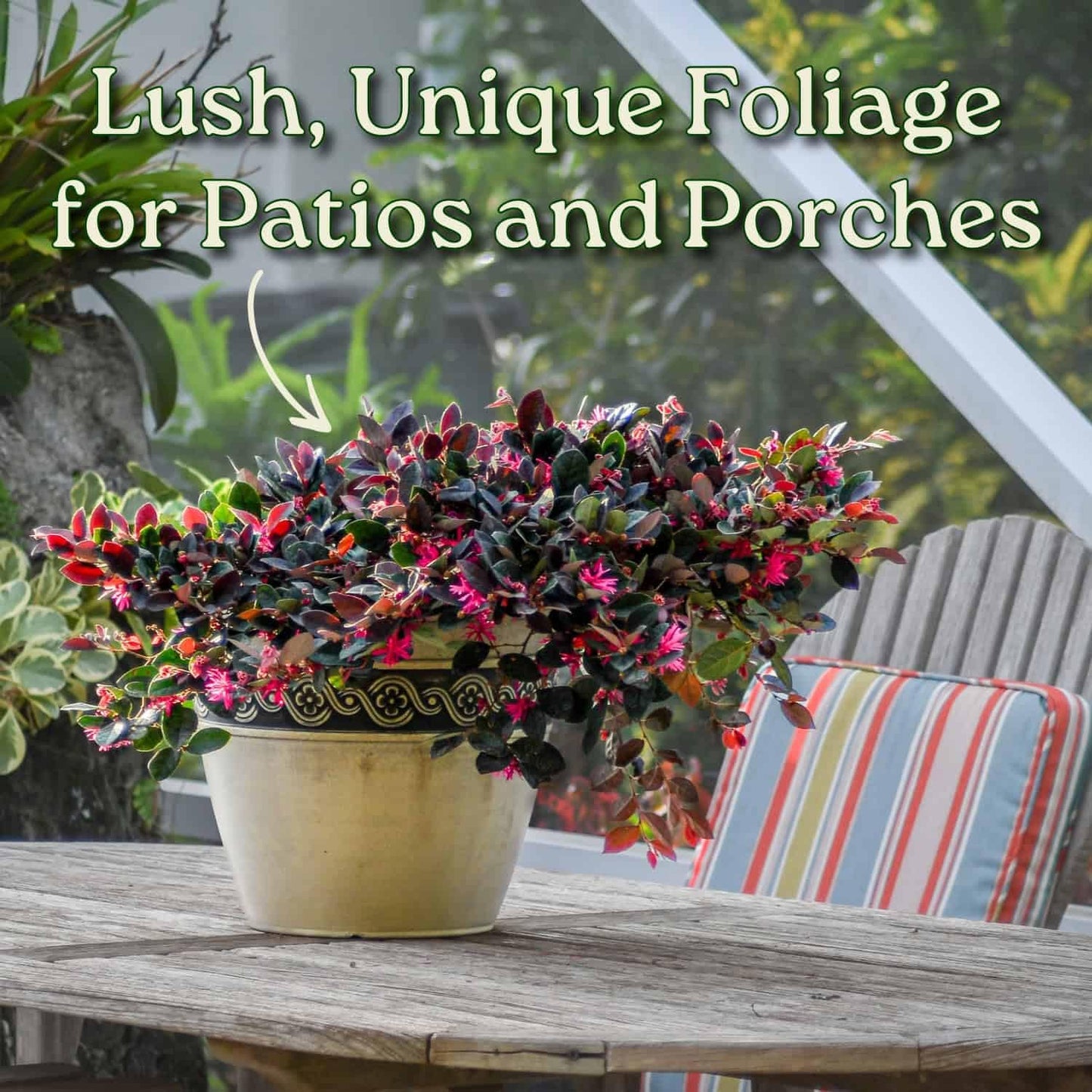Loropetalum Plant - Plum Delight - Live Tropical Foliage Plant - Overall Height 20" to 24" - Tropical Plants of Florida (Plant Only)