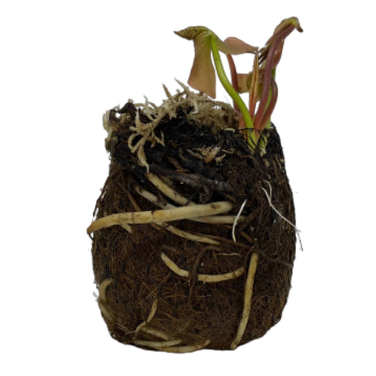 Chalily Water Lily Aquatic Plants Live Lilies Real Small or Big Pond Plant Lilly Ponds Cold Hardy Pads Grow waterlillies Flowering rhizomes Outdoor lilys Waterlily Lillies pre Grown lillys pad Pink