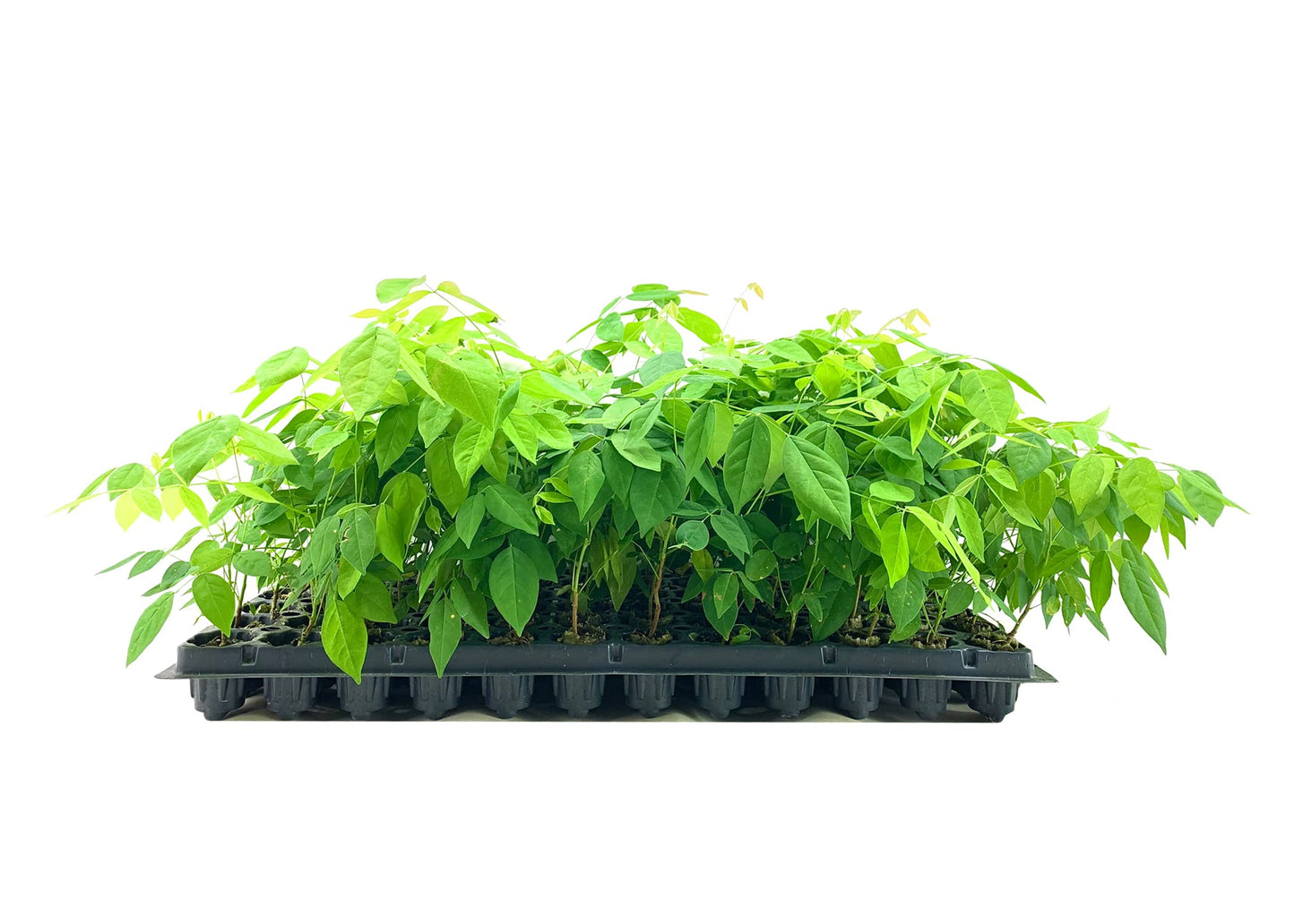 Amethyst Falls Wisteria Frutescens Vine | 3 Live Plants | Beautiful Drought Tolerant Fragrant Purple Flowering Vine