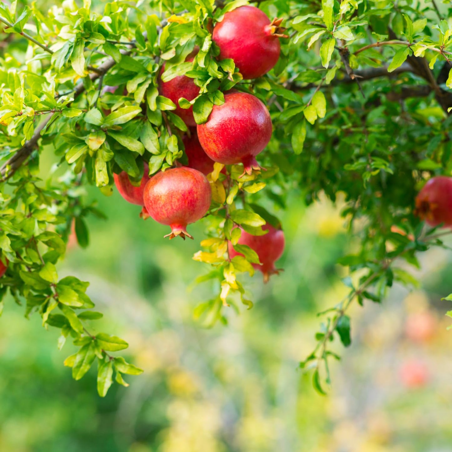 Pomegranate Plant Live, Sweet Pomegranate Plant 8-10 Inches Tall in 4'' Pot, Fruit Tree for Outdoor Growing