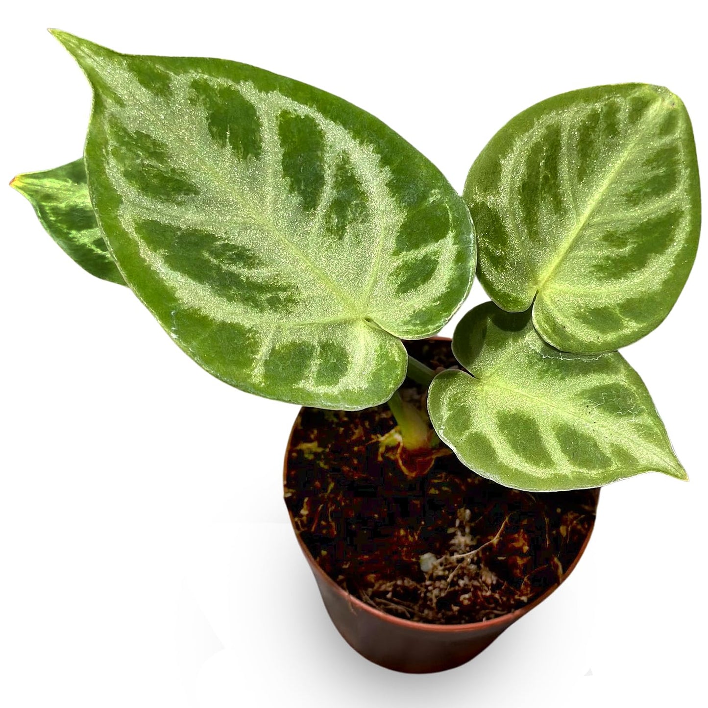 Anthurium Live Plant with 2" Planter - Anthurium Silver Blush - Easy to Care and Grow Air Purifying Indoor House Plants - Flowers for Home Office Wedding Decor & Giftable (Heat Pack Included)