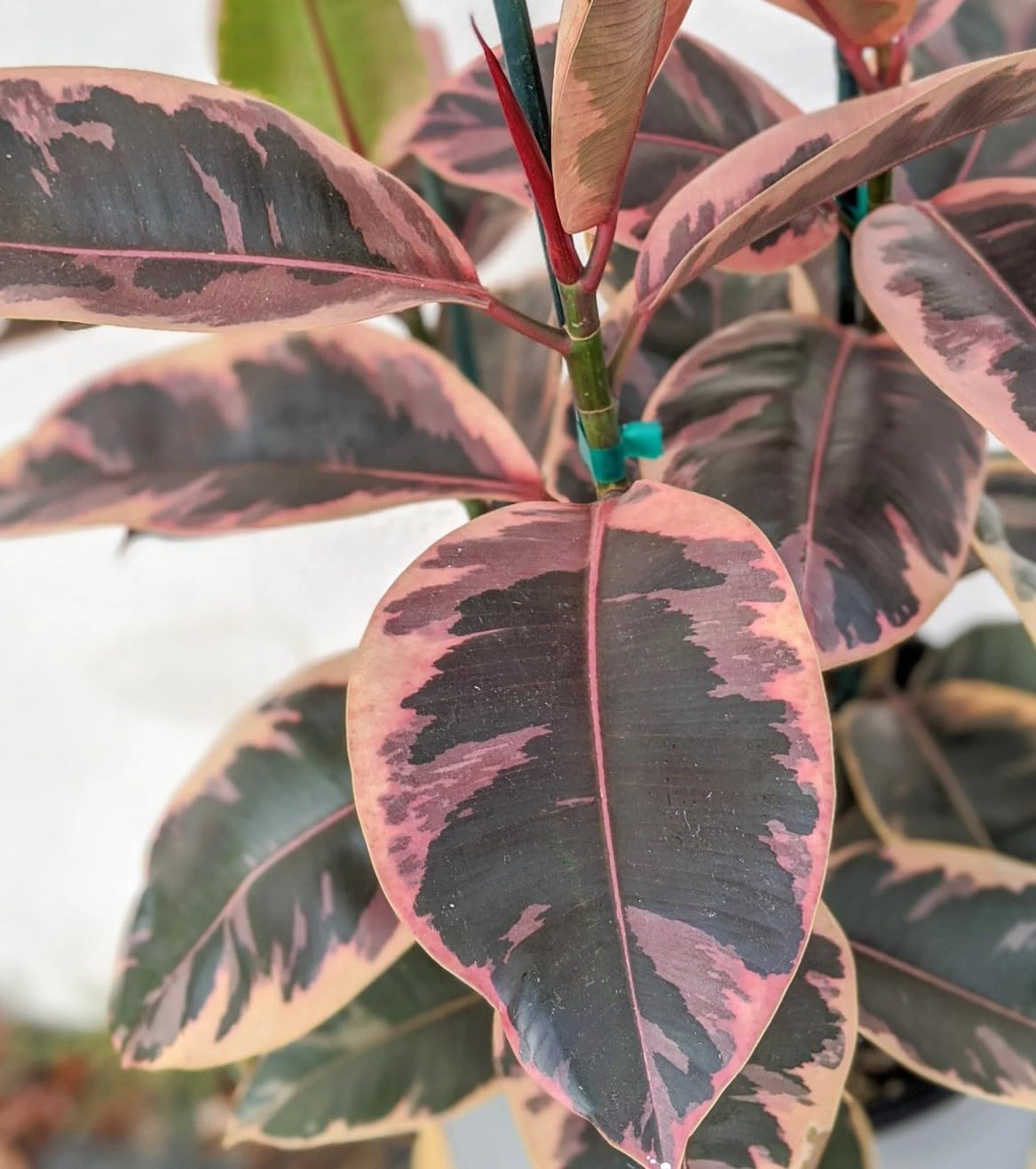 Live Plant - Ruby Rubber Tree-Ficus Elastics-Small Rooted Starter Plant-Pink Variegated Leaf