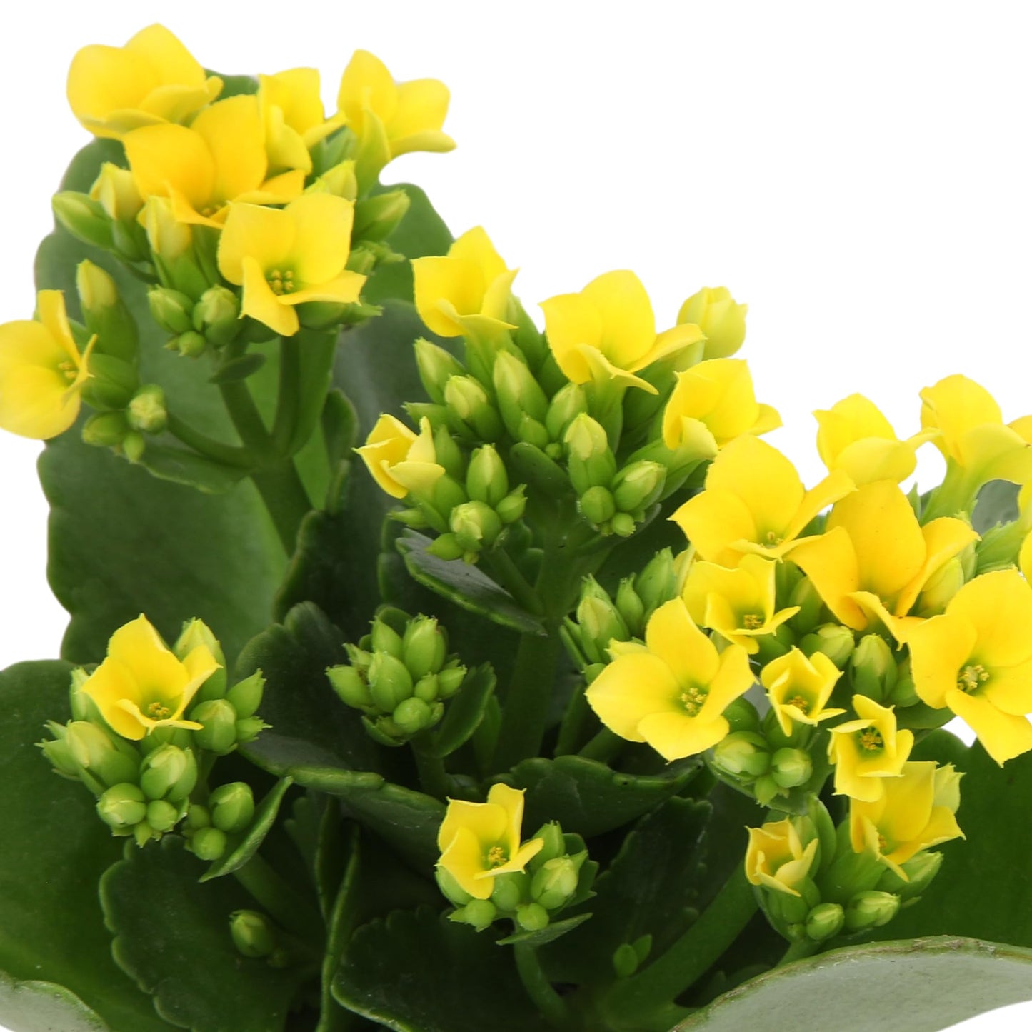 Florist Kalanchoe Live Succulent Plants (3 Pack), Flowering Flaming Katy Succulents, Easy Plant Care, Approx. 7 in. Tall, Drought-Tolerant Indoor Houseplants in 3.5 in Pots