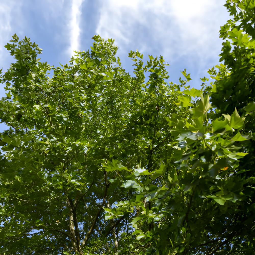 2 American Sycamore Tree, Quart Pot - 12-18 Inch Tall, Vigorous Growth Habit with Unique Peeling Bark for Winter Interest