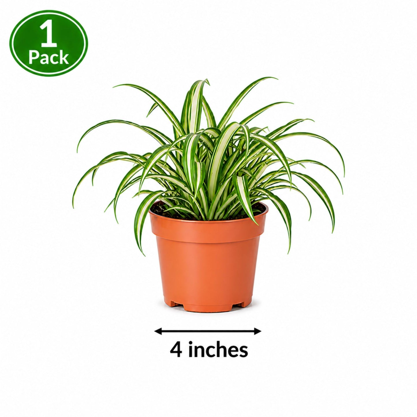 Easy to Grow Spider Plant Variegated 1 Full Size Potted Plant - Large Established Houseplant in 4" Quart Pot - Indoor Outdoor, Low Maintenance, Air-Purifying (Not Starter Plug)