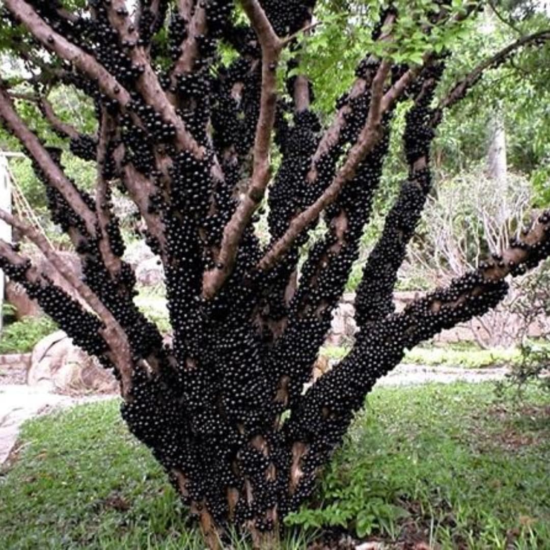 Rare Airlayered Black Jaboticaba Tree Live Plant for Planting, 3 Gallon 1-2 Feet Brazilian Grapetree Black Jabuticaba Tree Plant, Live