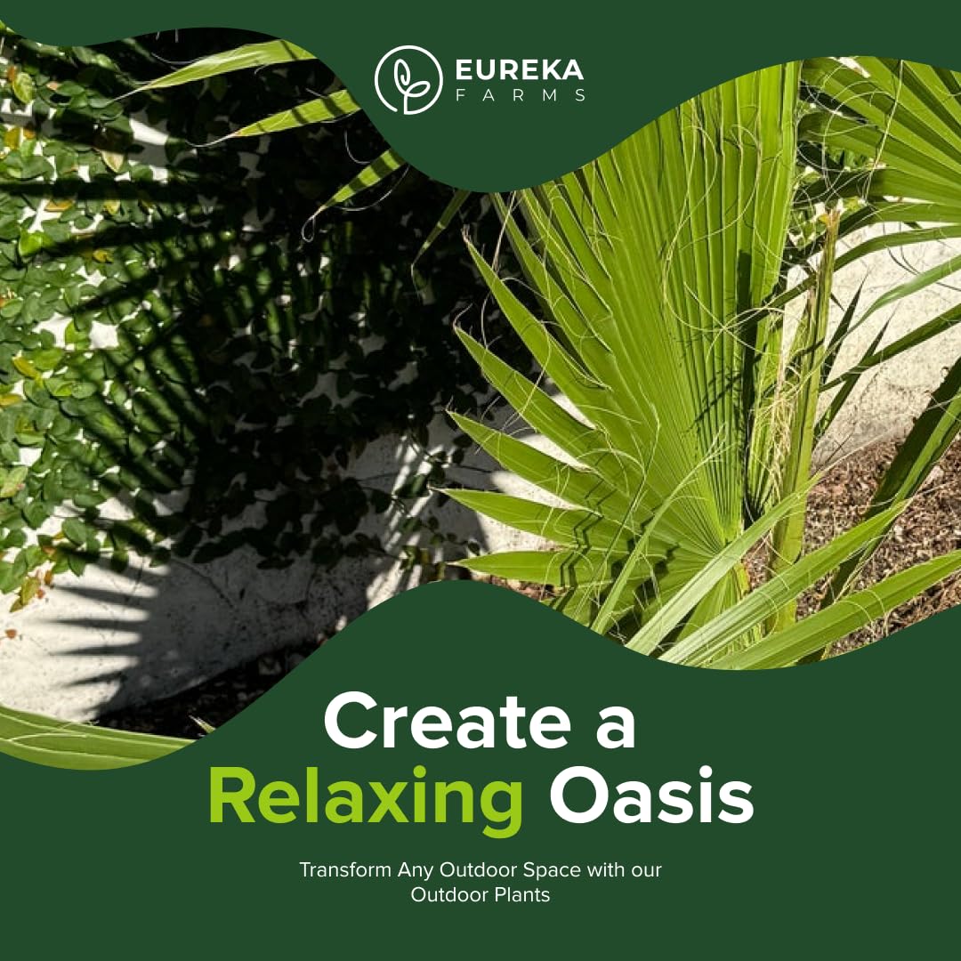 Washington Palm, Mexican Fan Palm Tree - Fast-Growing, Cold Hardy Tropical Live Plant - Drought Tolerant, Low Maintenance - Ideal for Gardens, Patios, and Indoor Spaces (3gal Pot, 3-4ft)