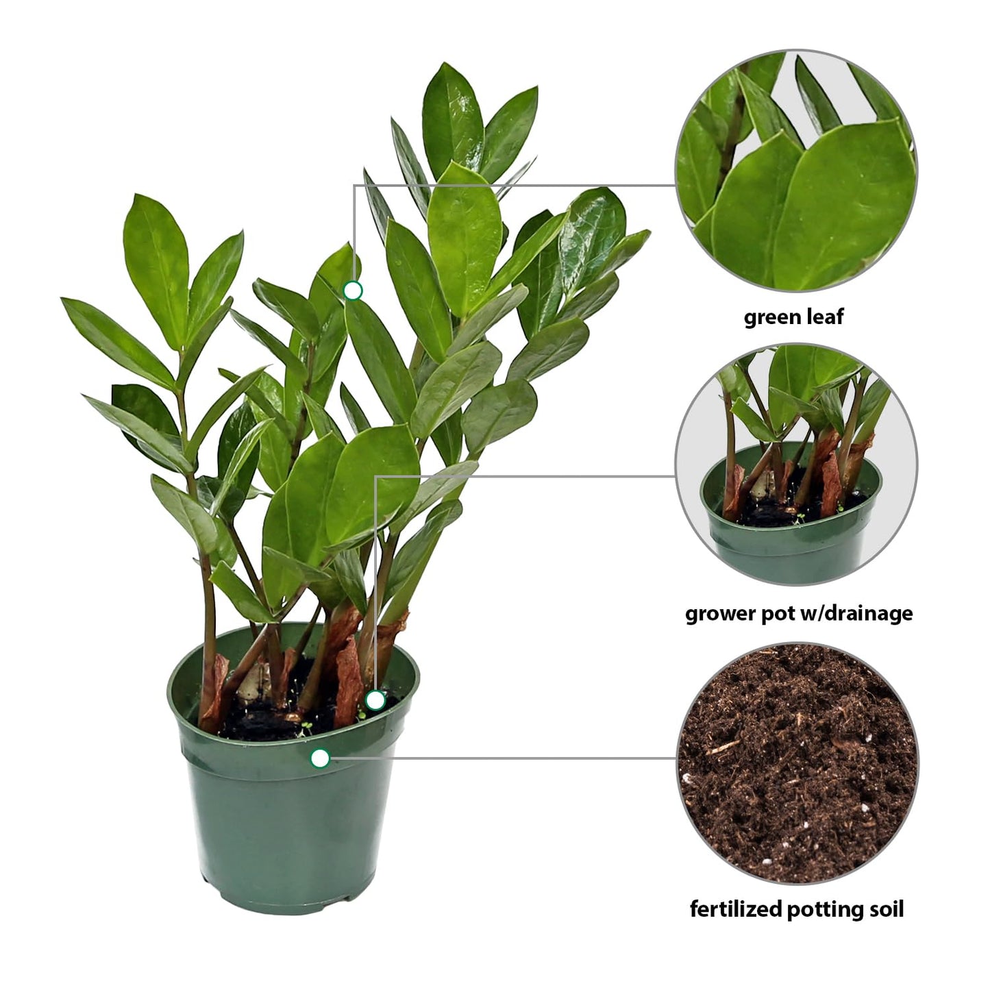 Live Zamioculcas Zamiifolia, ZZ Plant, Christmas Gift Houseplant, Birthday Good Luck Tree Gift, Plant Lover Gift, Indoor Potted Plant, Evergreen Plant Gift in 4" Pot