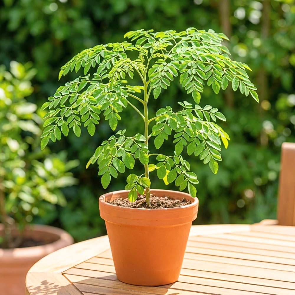 2PPP Moringa Tree Plant Live, Moringa Oliefera Plant, Well Rooted, 4-7" in Height in 4" Pot for Growing