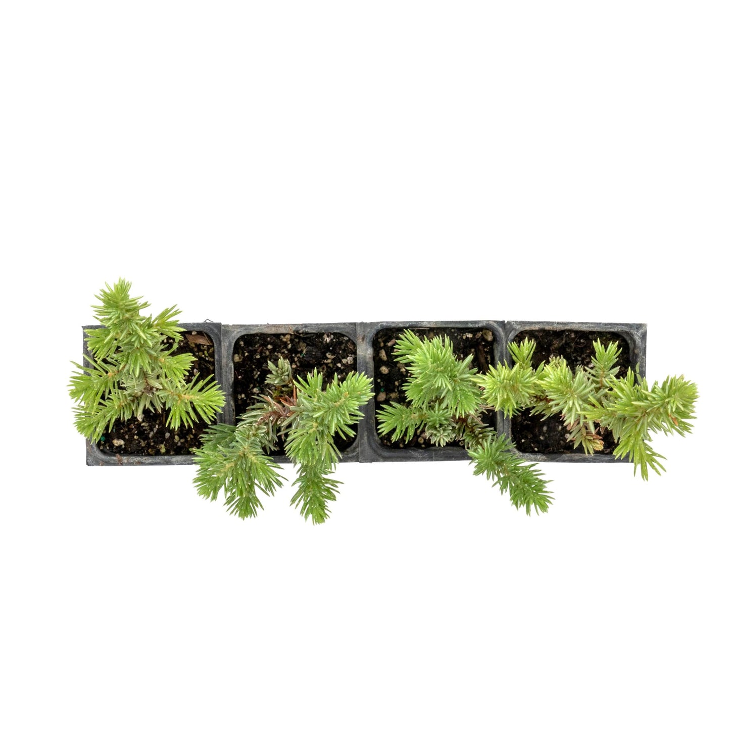 4 Blue Pacific Juniper in 3.5” Nursery Cubes (Juniperus conferta ‘Blue Pacific’) | Low-Growing Evergreen Groundcover for Slopes, Borders & Rock Gardens | Ready-to-Plant Live Starter Plants