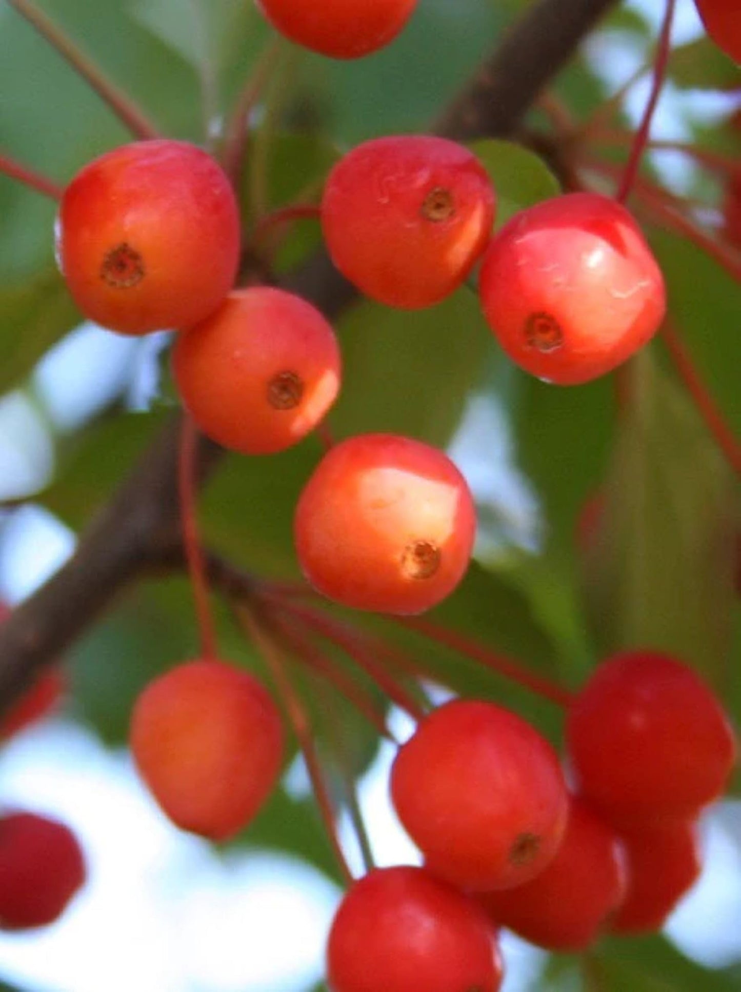 American Plant Exchange Centurion Crabapple Tree, Live 1-Gallon Pot, Cold Hardy, Rose-Red Flowers, Red Fruit, Outdoor/Landscape Tree, Attracts Birds and Butterflies