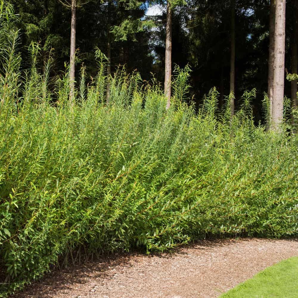 Brighter Blooms - Willow Hybrid Tree, 3-4 ft. - No Shipping to AK, AZ, HI
