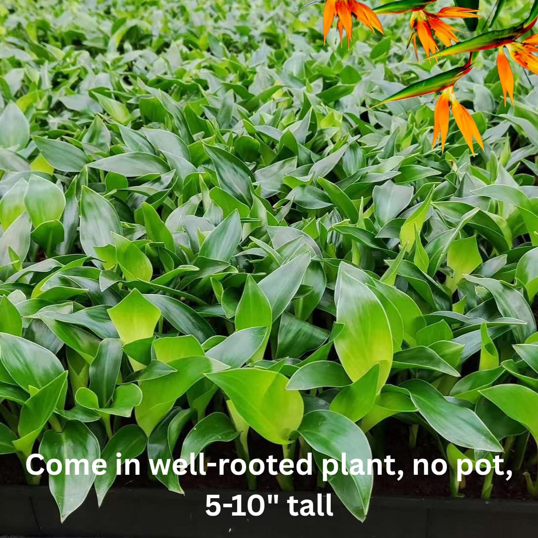 Bird of Paradise Plant Live for Planting, 5 to 10 Inches Tall, Tropical Strelitzia Reginae Bird of Paradise Live Plant (Orange Bird of Paradise)