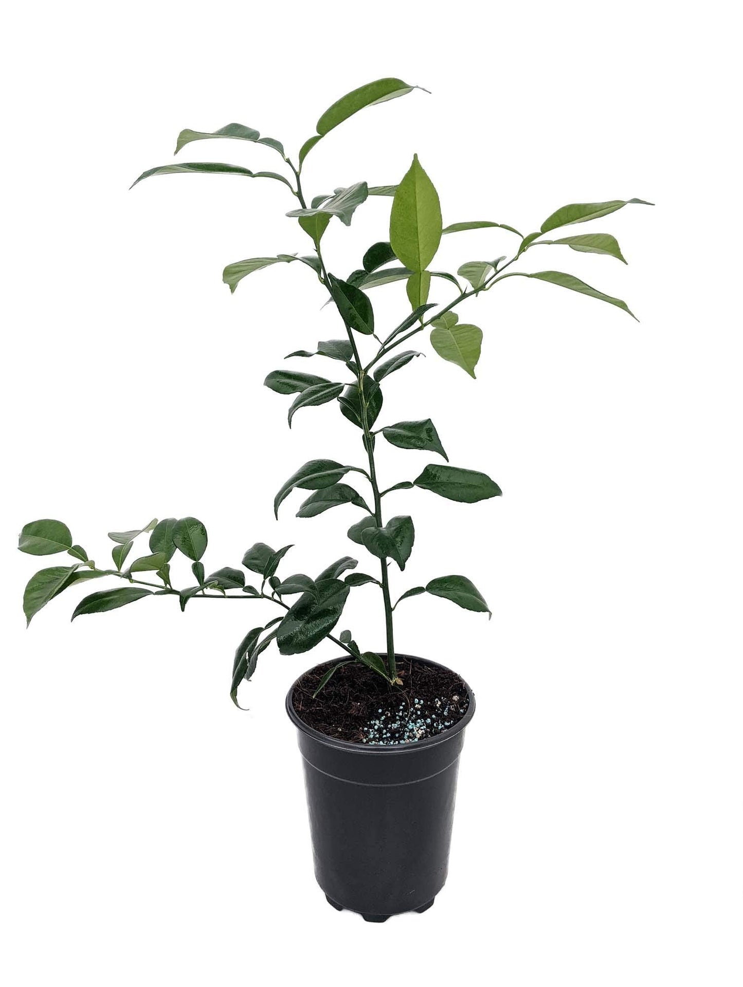 Rare Yuzu Citrus Tree - Indoors/Out - No Ship to Tx,Fl,Az,Ca,La,Hi - 5" Pot