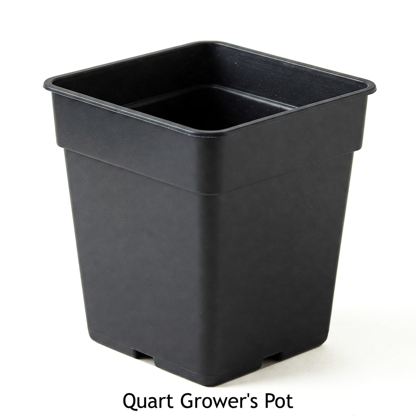 Easy to Grow Erysimum Brightside Magenta Glow - 2 Potted Plants in Quart Grower Pots, Multicolor Flowers Spring to Fall