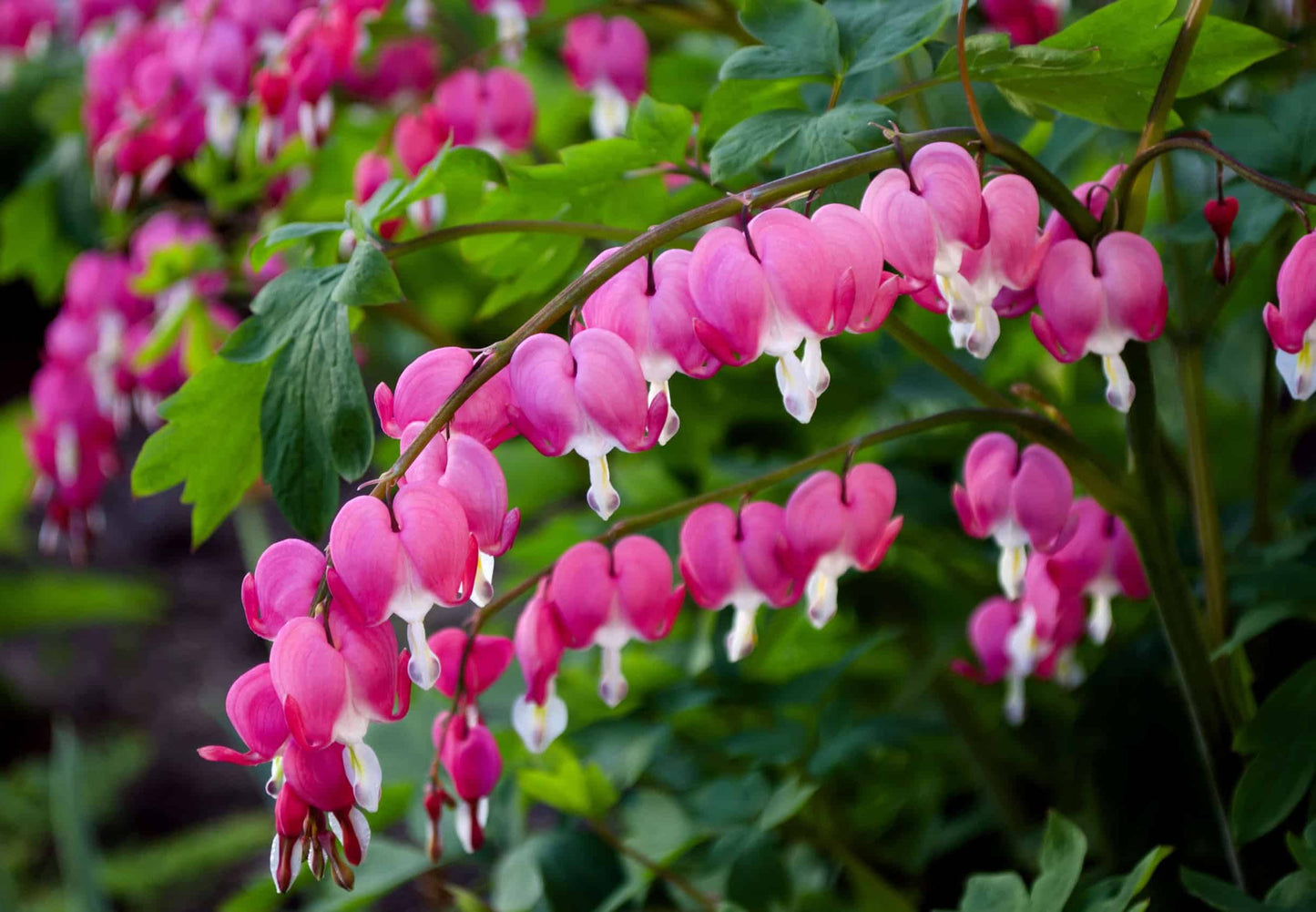 Votaniki Bleeding Hearts Flower Bulbs - Dicentra Spectabilis Bulbs for Planting | Heart-Shaped Blooms, Perennial Flower - Easy to Grow and Low Maintenance (1 Pack)