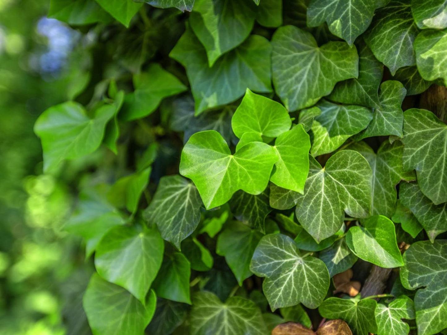 English Ivy Hoop - Live Plant in a 4 Inch Pot - Hedera Helix - Florist Quality - Beautiful Easy Care Indoor Air Purifying Topiary Houseplant Vine