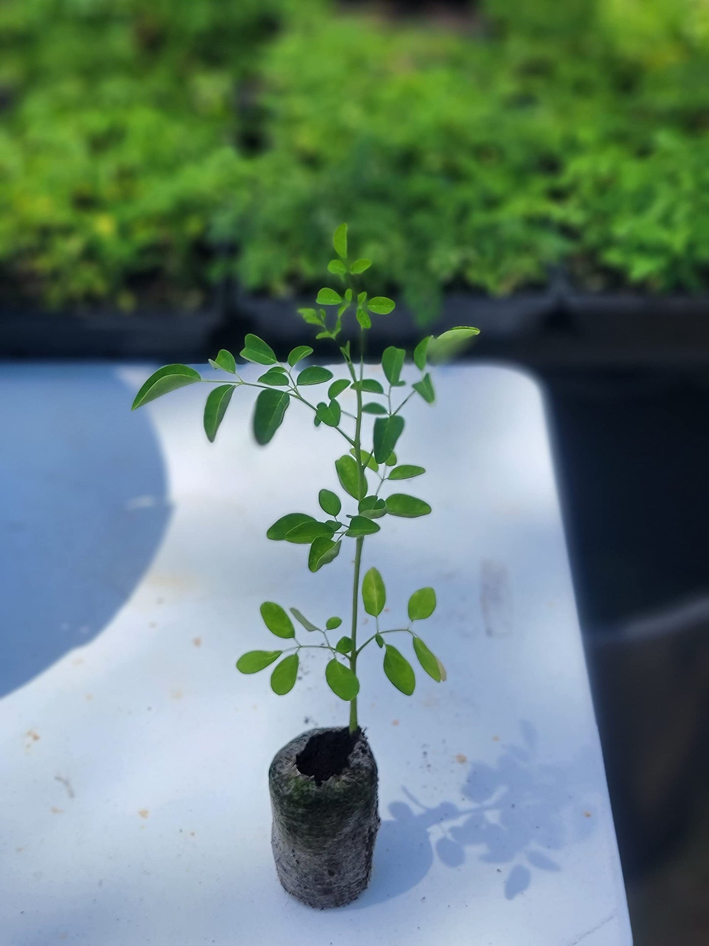 Moringa Plant Live Seedling 6-11" Malunggay Shobhanjana Miracletree drumstick Tree