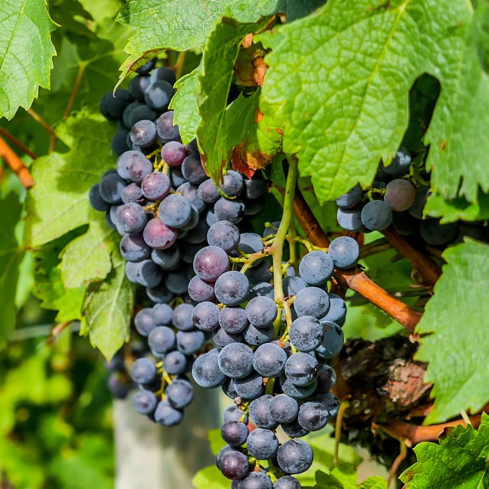 Grape Vine Plant Live for Planting, Grape Plant Live Grape Tree 1 to 2 Years Old, Grape Fruit Tree for Planting, Well-Rooted (Blue Black Grape)