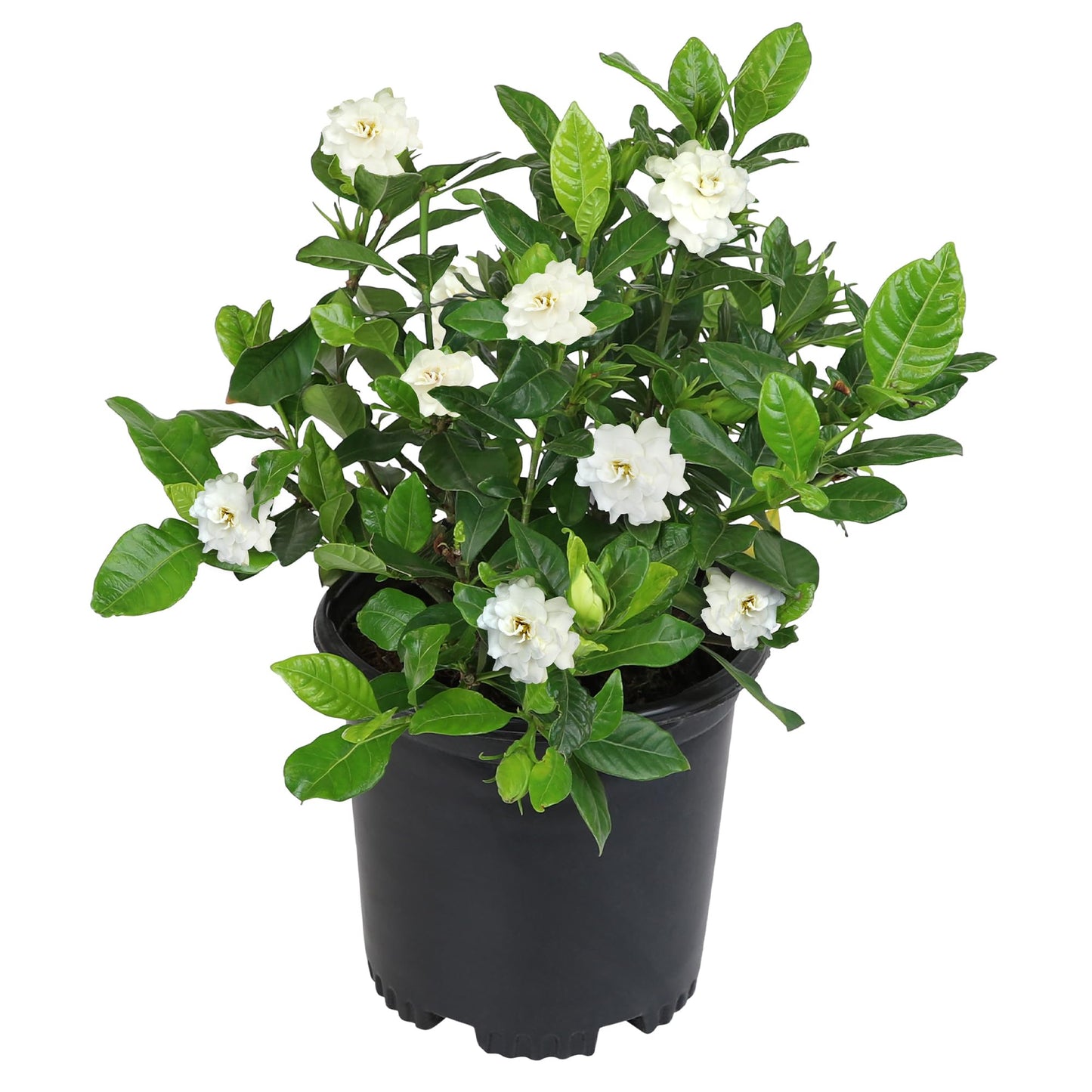 Gardenia Plant (1G), Cape Jasmine Plant Outdoor Plants, Fresh Flowers for Delivery Prime, Live Plants Indoor Plants Live Houseplants, Gardenia Plants Live House Plants Indoors Live by Plants for Pets