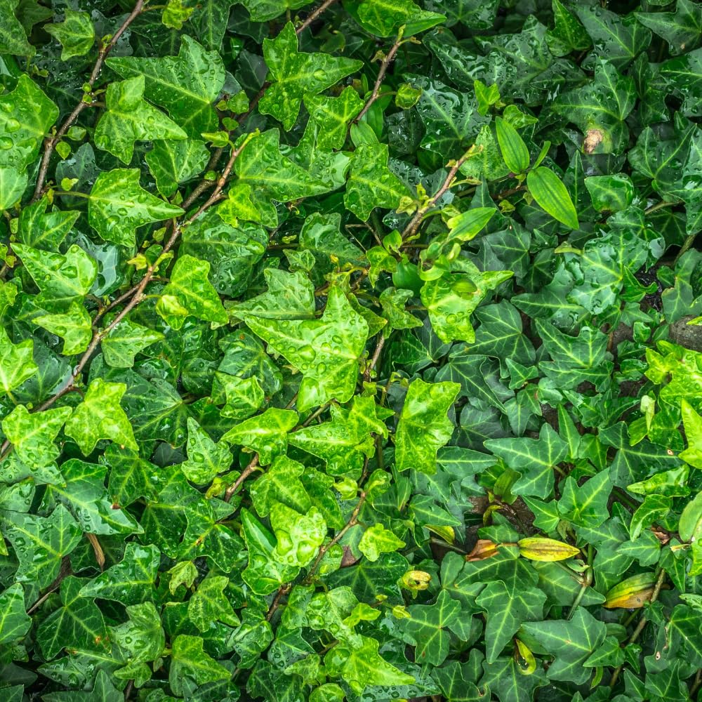 English Ivy Live Plant, Perennial English Ivy Vine Live Plant in Pot, 4 to 8 Inches Tall