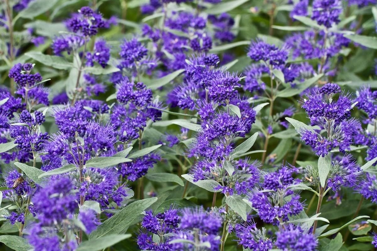 Caryopteris Dark Knight Plants | 3 Live Seedlings | Caryopteris x clandonensis 'Dark Knight' | Flowering Accent | Sun Loving Garden Variety