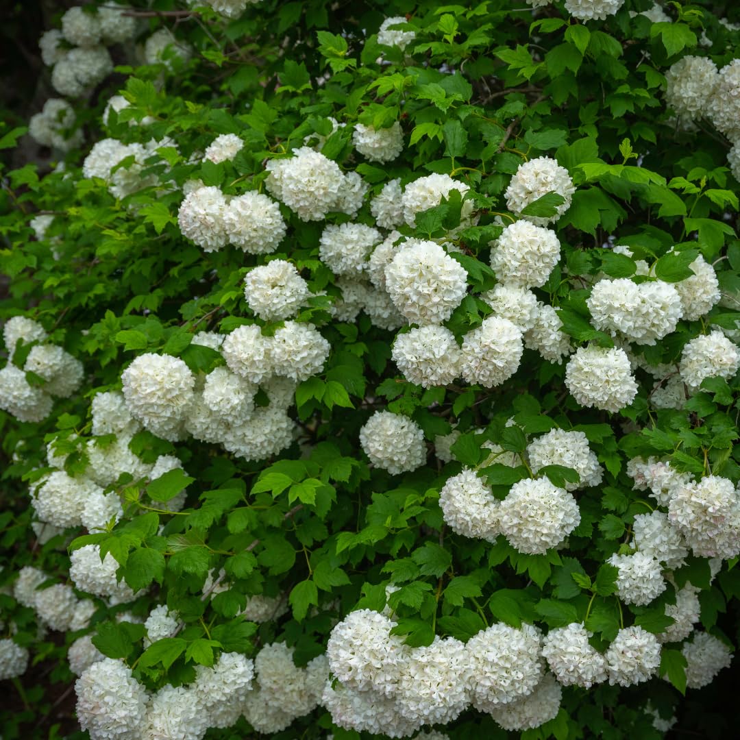 Old Snowball Viburnum Bush Plant Live, White Viburnum Bush Plants, 8 to 12 Inch Tall for Planting