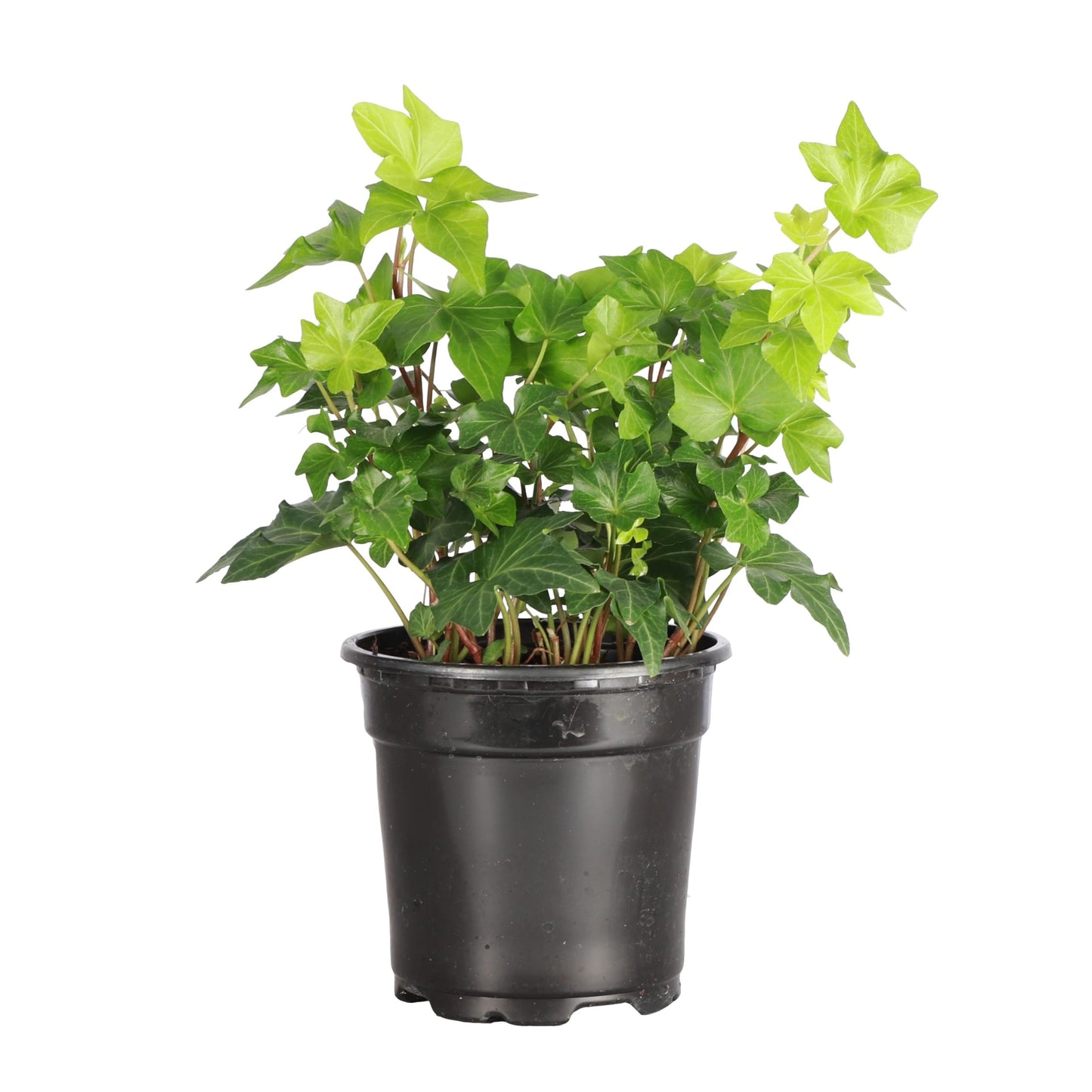 Thorsen's Greenhouse Live Green English Ivy Plant, Hedera Helix, Natural Air Purifier, Easy to Grow, Live Indoor Houseplant, 4" Diameter Pot (3 Pack Nursery Pots)