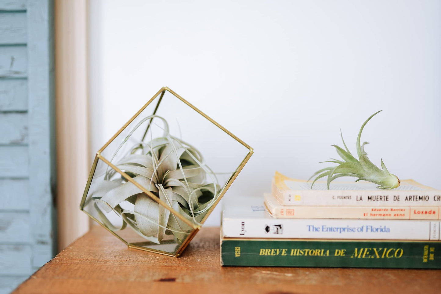 Air Plant Shop Tillandsia Curly Slim (T. Intermedia x T. Streptophylla) Air Plant - Succulents - Live Tillandsia - Easy Care Indoor and Outdoor House Plants (Pack of 1)