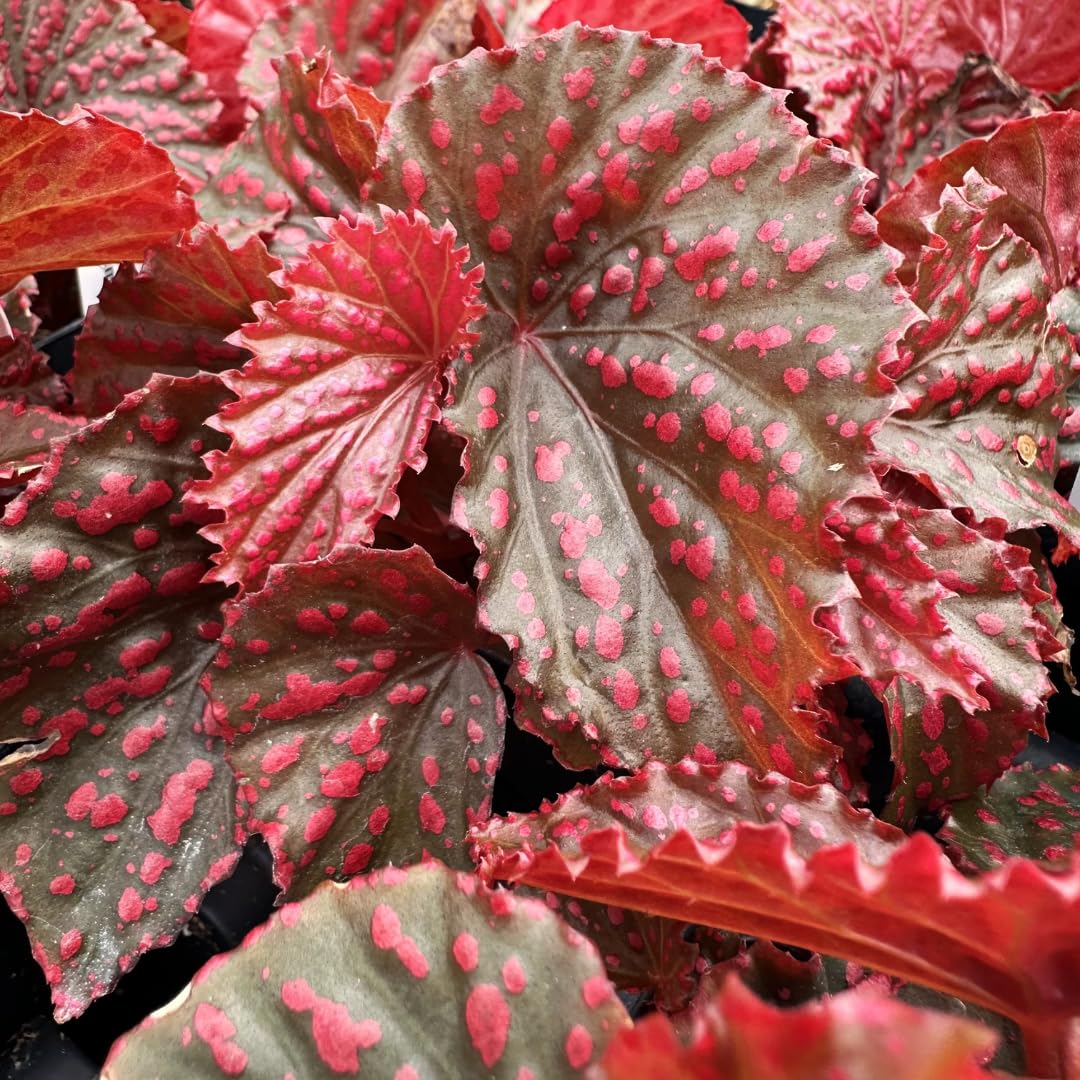 Begonia Live Plant Outdoor, Can Grow As Weeping Begonia, Fast-Growing, Easy-Care Flowering Plant for Gardens Containers, 5-9” Tall, No Pot, Begonia Maculata Plants (Pink Polka Dot)