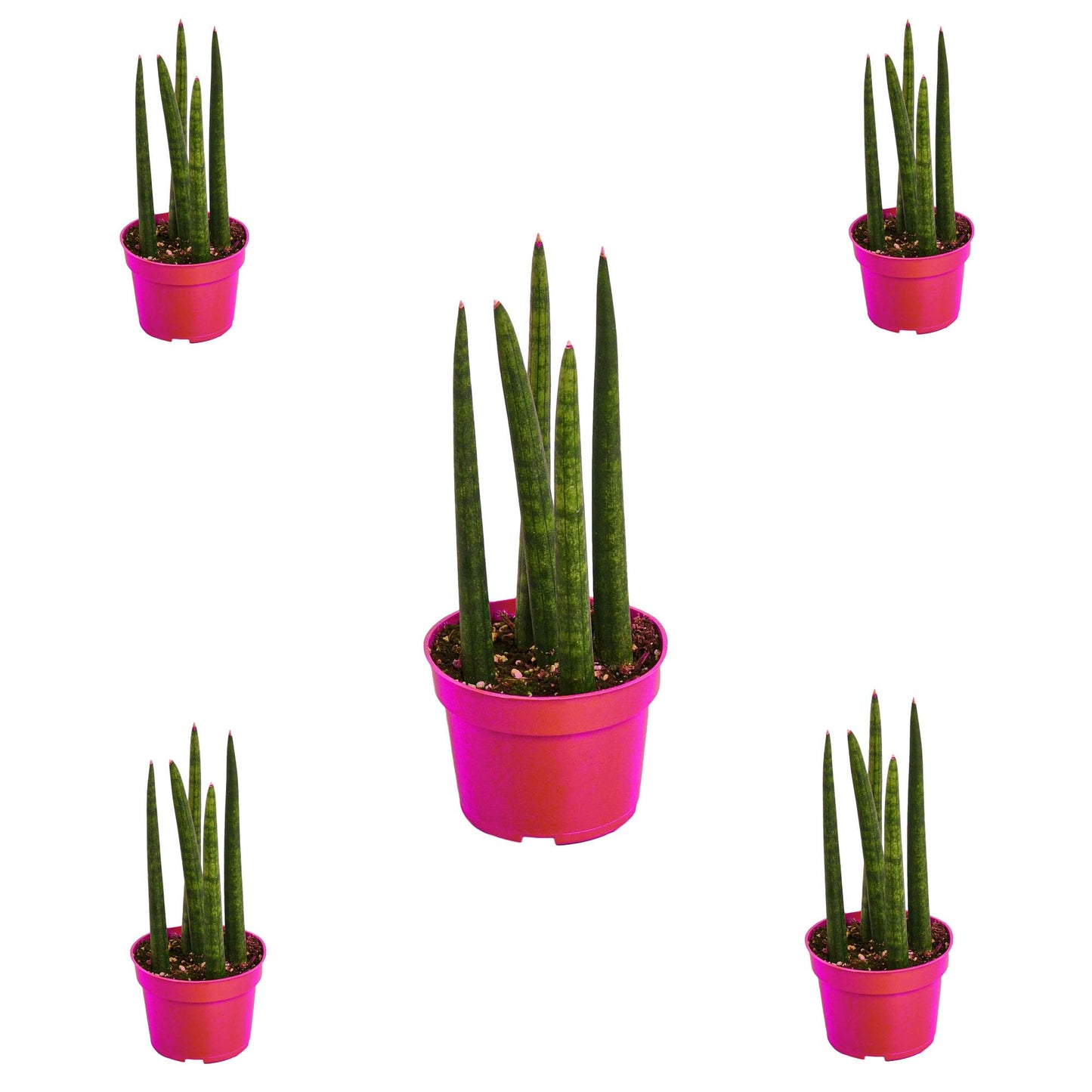 5 Pack Snake Plant Cylindrica in 4in Pot - Live Plants Tropical Houseplants | Variegated | USA Growers | The Snobby Leaf