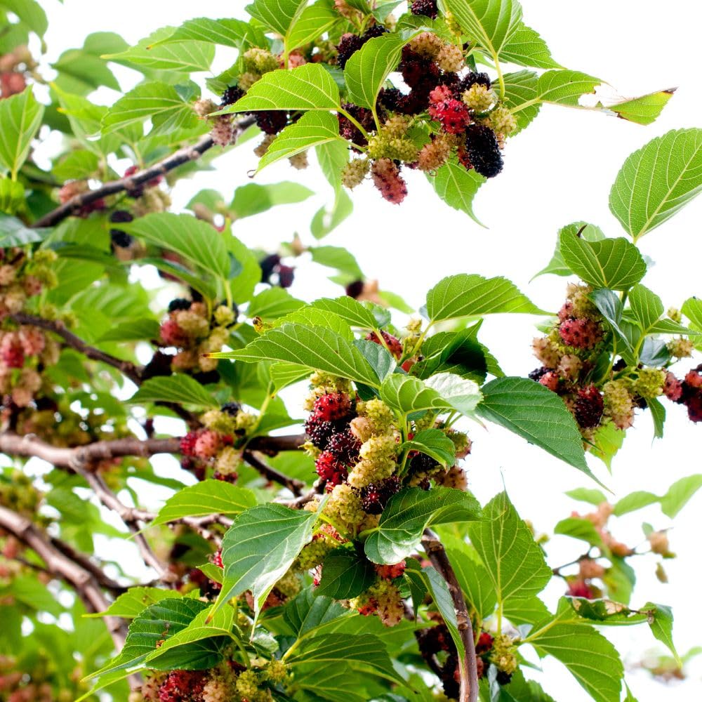 Dwarf Everbearing Mulberry Tree Live Plant for Planting, Mulberry Tree, Everbearing Fruit Tree, 4-7" Tall Plant