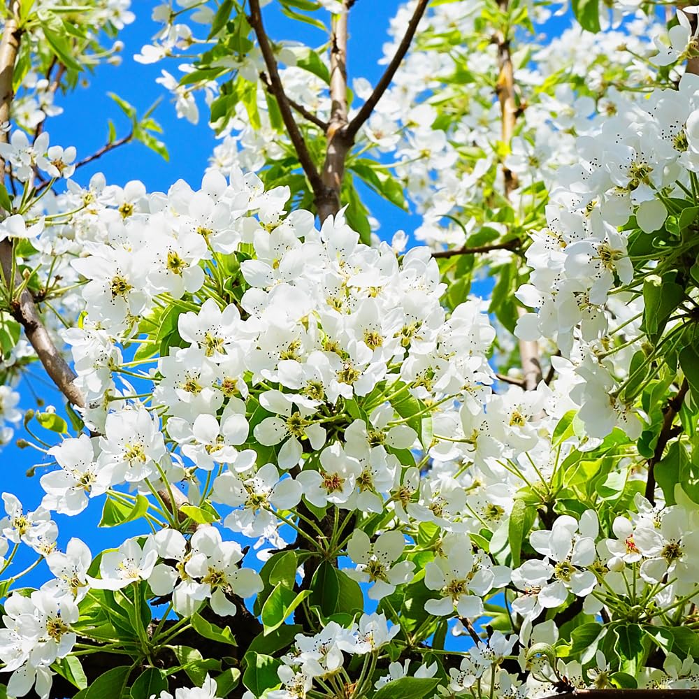 Bartlett Pear Tree, Delicious, Classic Choice, Sweet and Juicy Fruit, 1-2 ft Tree Height, 1 gal Nursery Pot (Due to Agricultural Laws, we Cannot Ship to CA, AZ, AK, or HI)