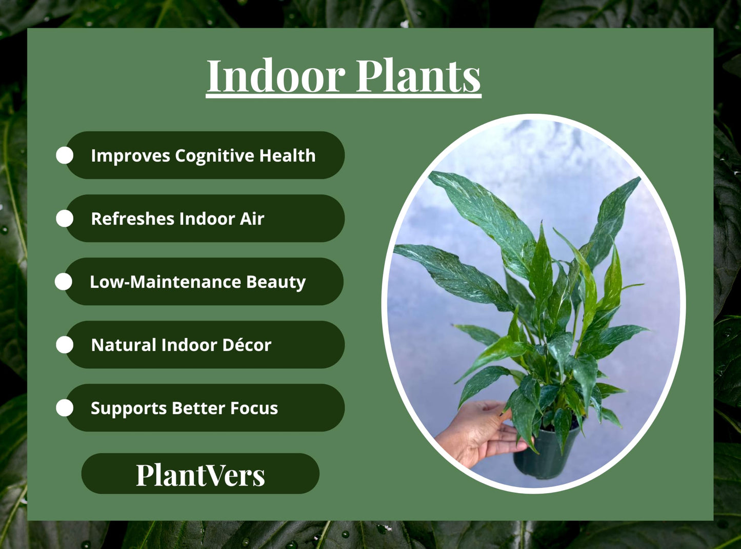 PLANTVERS Variegated Peace Lily in 4" Grow Pot – Spathiphyllum Variegata – Unique Live Indoor Flowering Plant – Easy Care, Air Purifying & Low Maintenance Tropical Houseplant