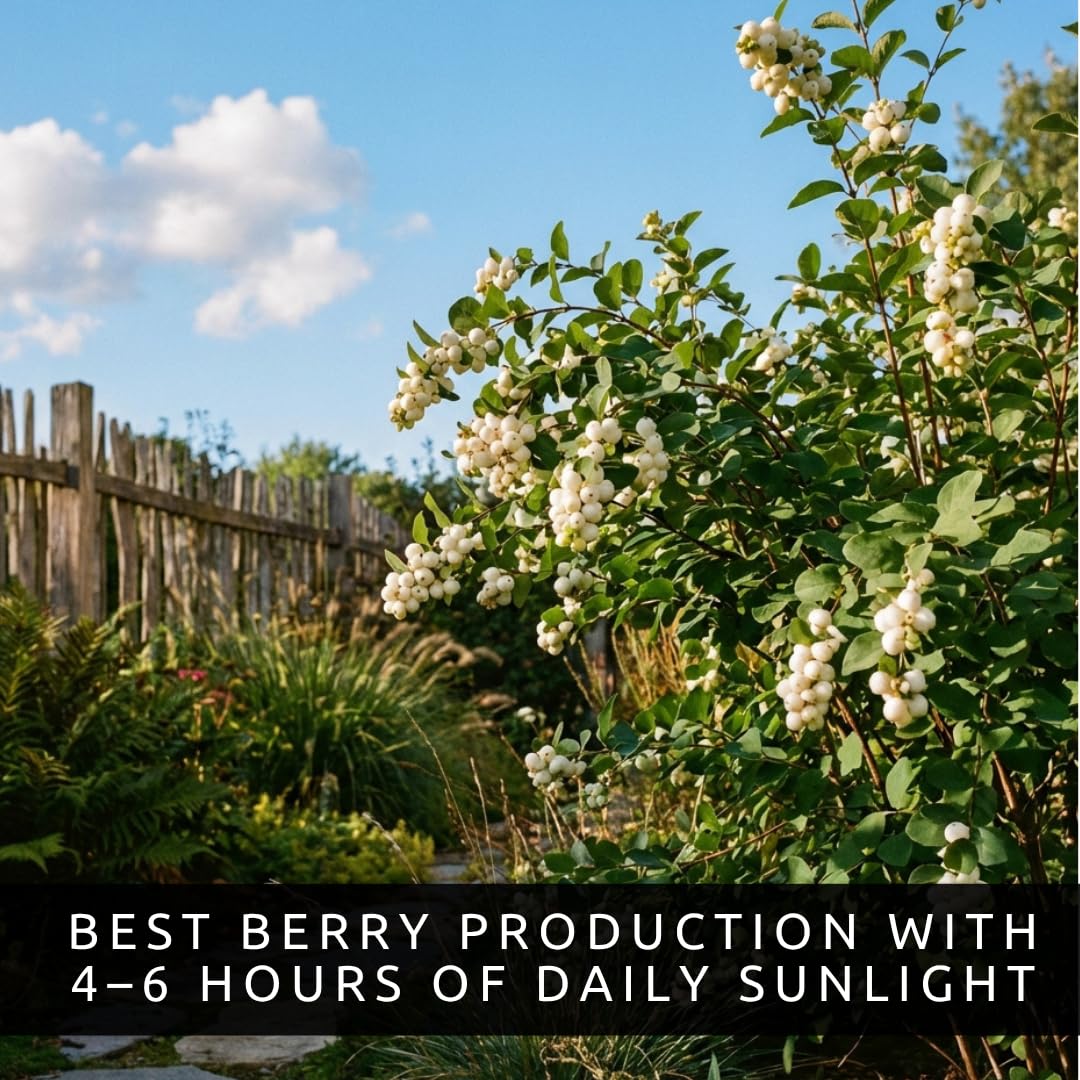 3 Snowberry Plants for Growing – Symphoricarpos Albus – White Berry Shrubs – Hardy Native Landscape Plants for Borders & Wildlife (3 Plants)