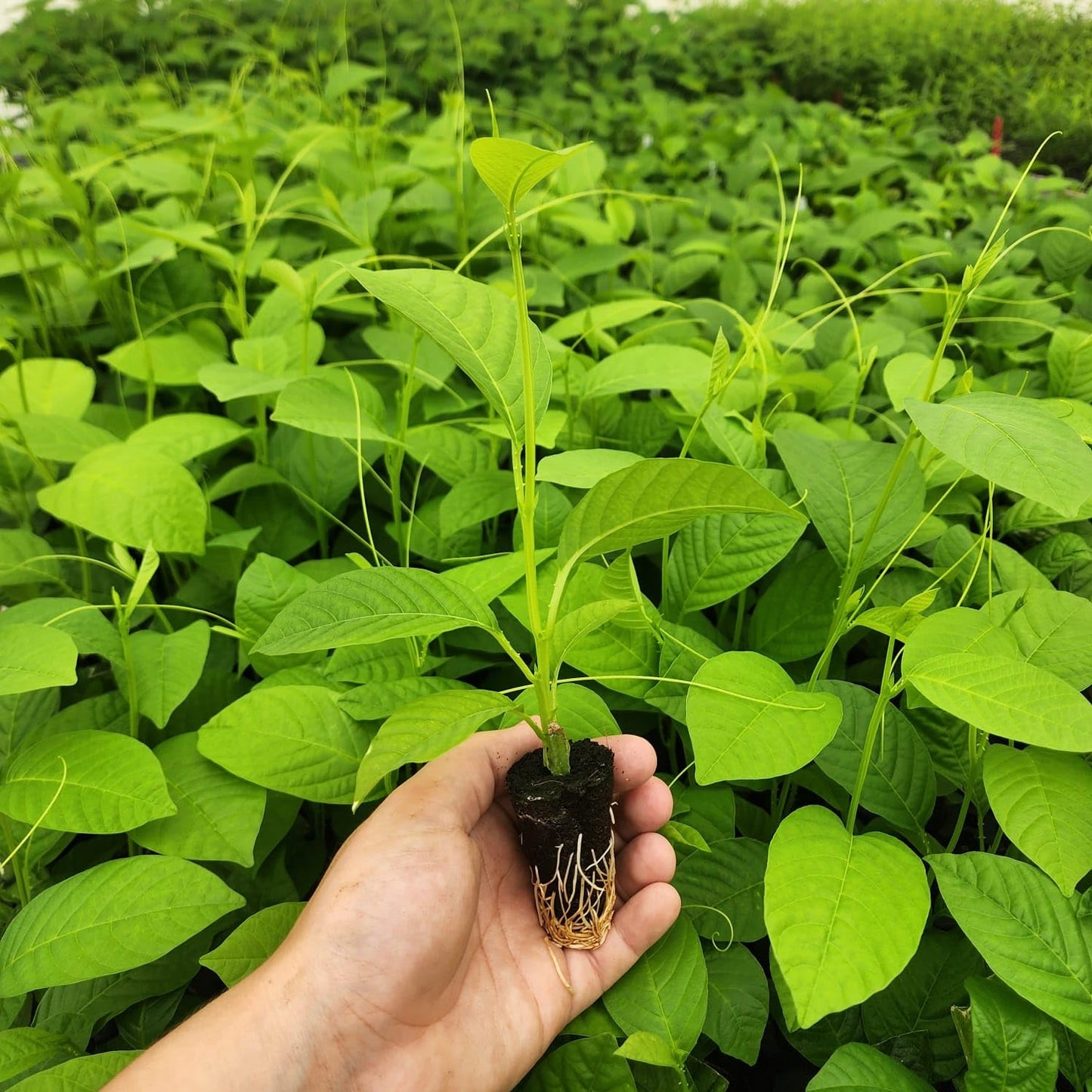 Passion Fruit Giant Granadilla (4 Pack) Live for Sale | Easy to Grow Plants | Edible Fruit Plant for Sustainable Living | Grow Your own Food on Your Edible Organic Garden| Live for Planting|