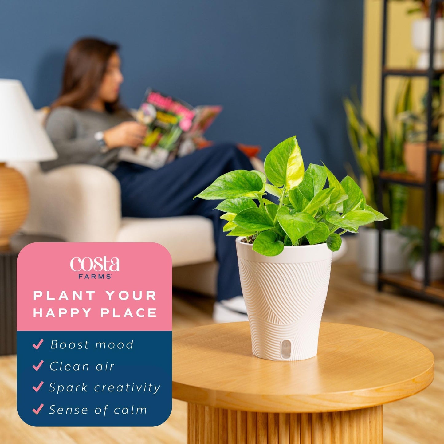 Costa Farms Lemon Top Pothos Live Plant in Self Watering Pot, Indoor Houseplant, Perfect for Home, Room, or Office Decor, Great House Warming or Birthday Gift, 10-12 Inches Tall