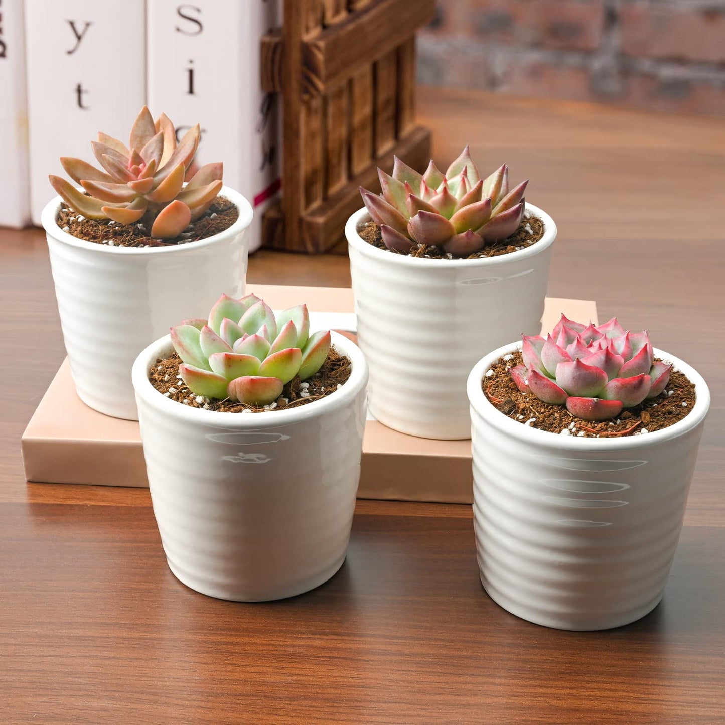 Succulent Plants (4 Pack), Live Succulents Fully Rooted in 2" Grower Pots, Unique Potted House Plant for DIY, Home Decor, Wedding Party Favor (Common Varieties)