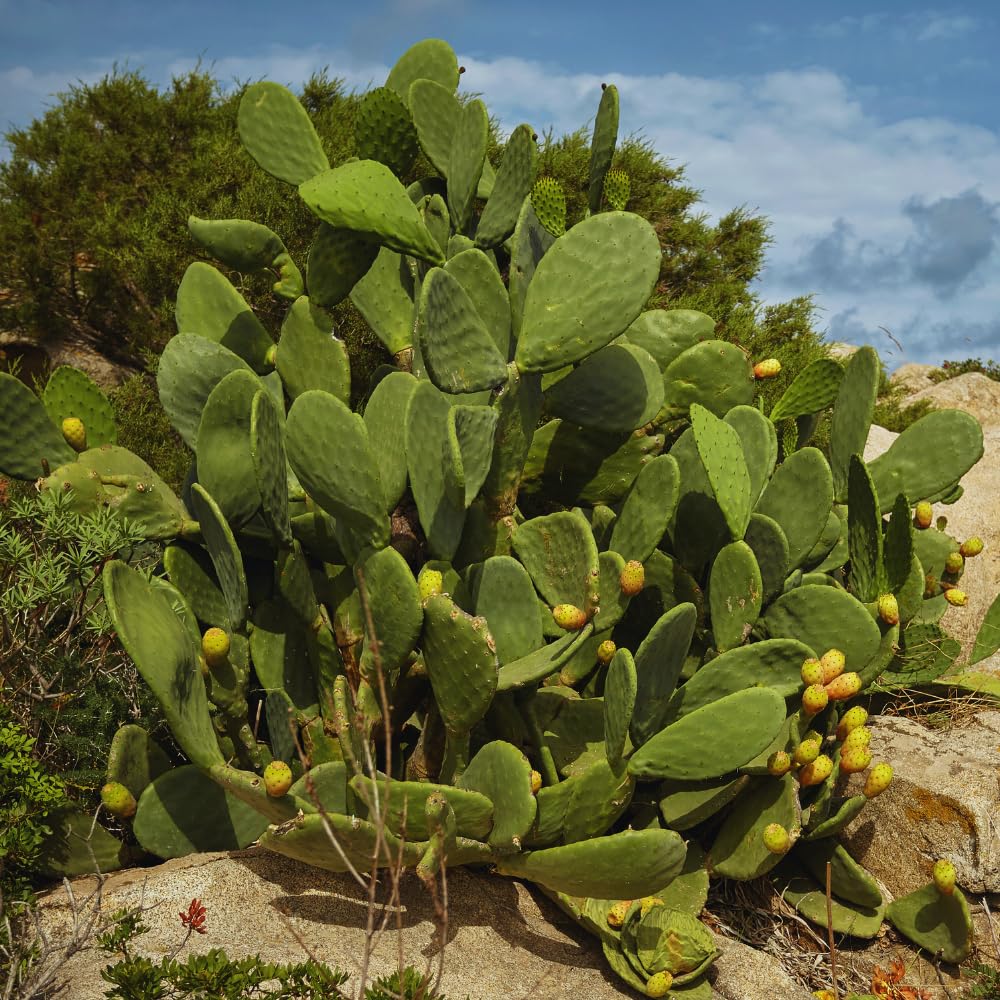 Prickly Pear Cactus Plant Live, Green Prickly Pear Cactus Live Plant Pot, 4 Inch Tall, Hardy Succulent Cactus for Indoor or Outdoor Garden, Easy Care Plant