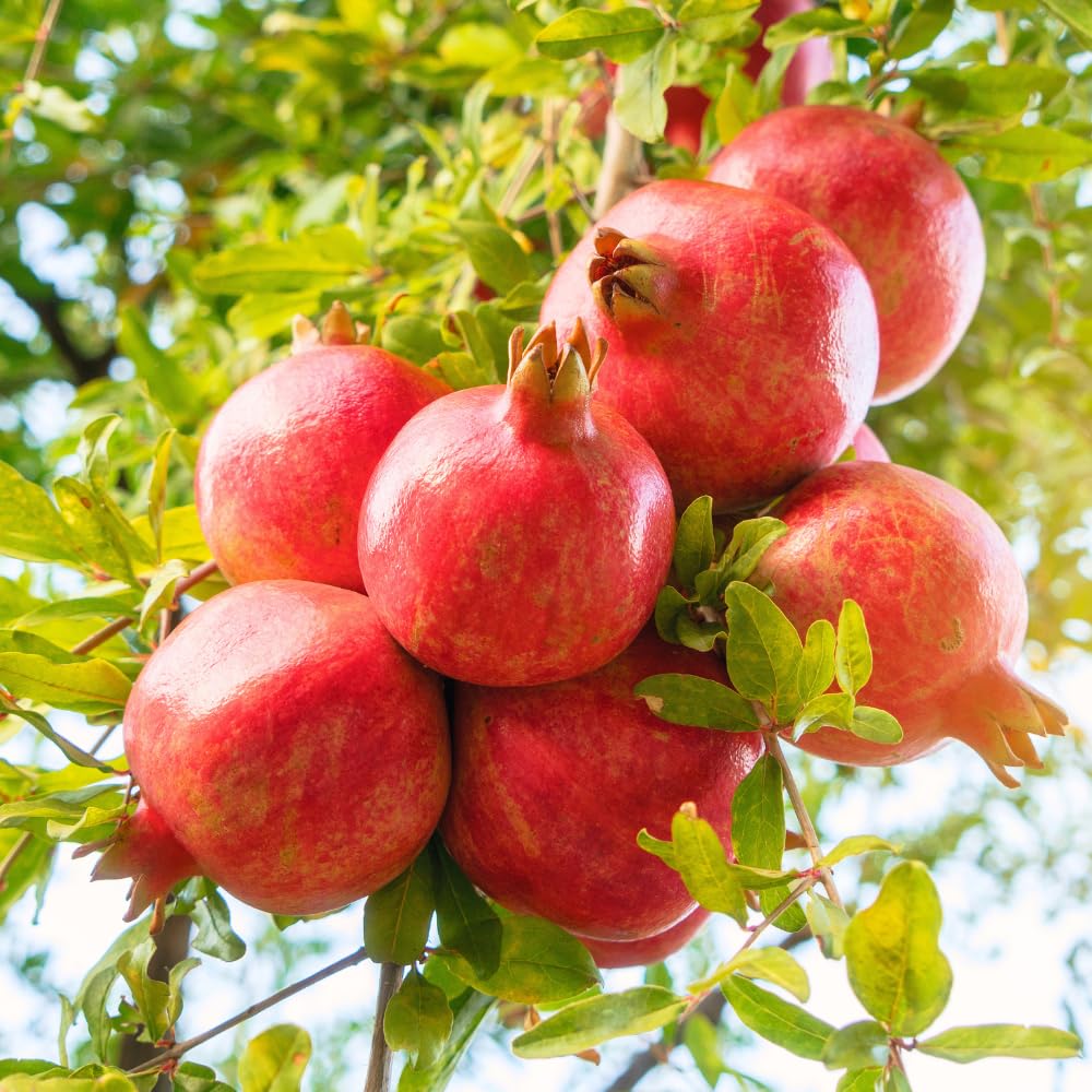 Pomegranate Tree Live Plant, Red Pomegranate Plant in 3 Gal Pot, Sweet Pomegranates, Full Rooted, Large Tree from 2-3 Feet Tall, No Ship to CA
