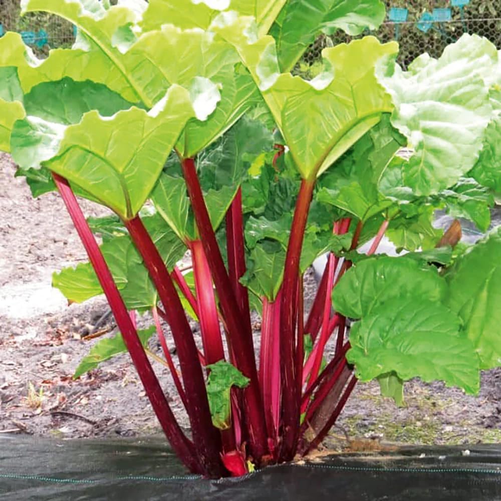Pack 5 Rhubarb Plants Roots for Planting, Large Rhubarb Plants Live Root for Planting Outside, 4 to 6 Inc Tall, Perennial Vegetable Plant for Backyard Gardens, Large Roots