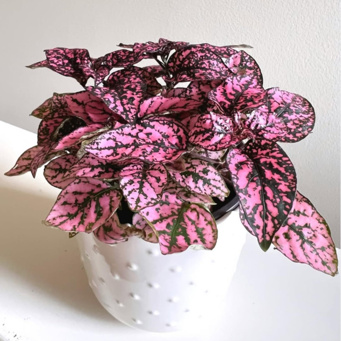 Rose Polka Dot Plant Live, Variegated Hypoestes Rare Indoor Houseplant, 2.5'' Pot