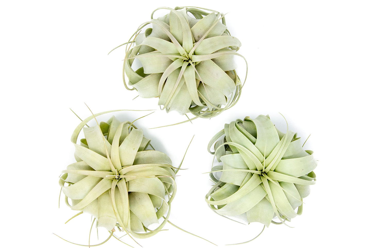 3 Pack Large Xerographica Air Plants 5 to 7 Inch Wide-Air Plants Live Tillandsia Succulent House Plants Holders-Available in Wholesale and Bulk-Home and Garden Decor-Easy Care Indoor Outdoor(