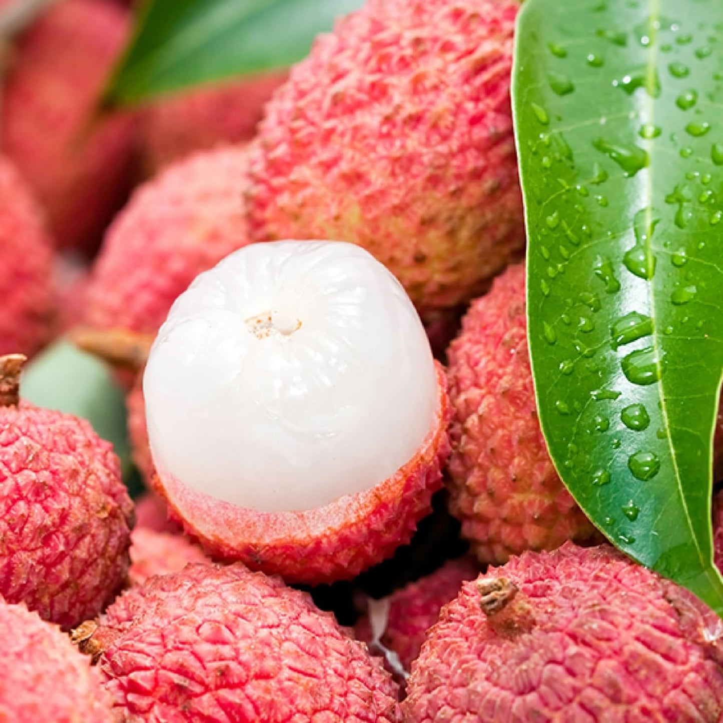 Sweet Lychee Plant Live, Lychee Fruit Tree 3 Feet Tall in 3 Gal Pot, Hardy Plant for Outdoor Garden, No Ship to CA