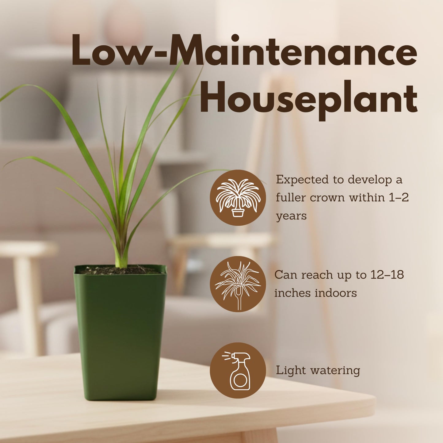 MyShelfie - Ponytail Palm (Beaucarnea Recurvata) Live Indoor House Plant in 2-Inch Pot – Low Maintenance, Air-Purifying Plant