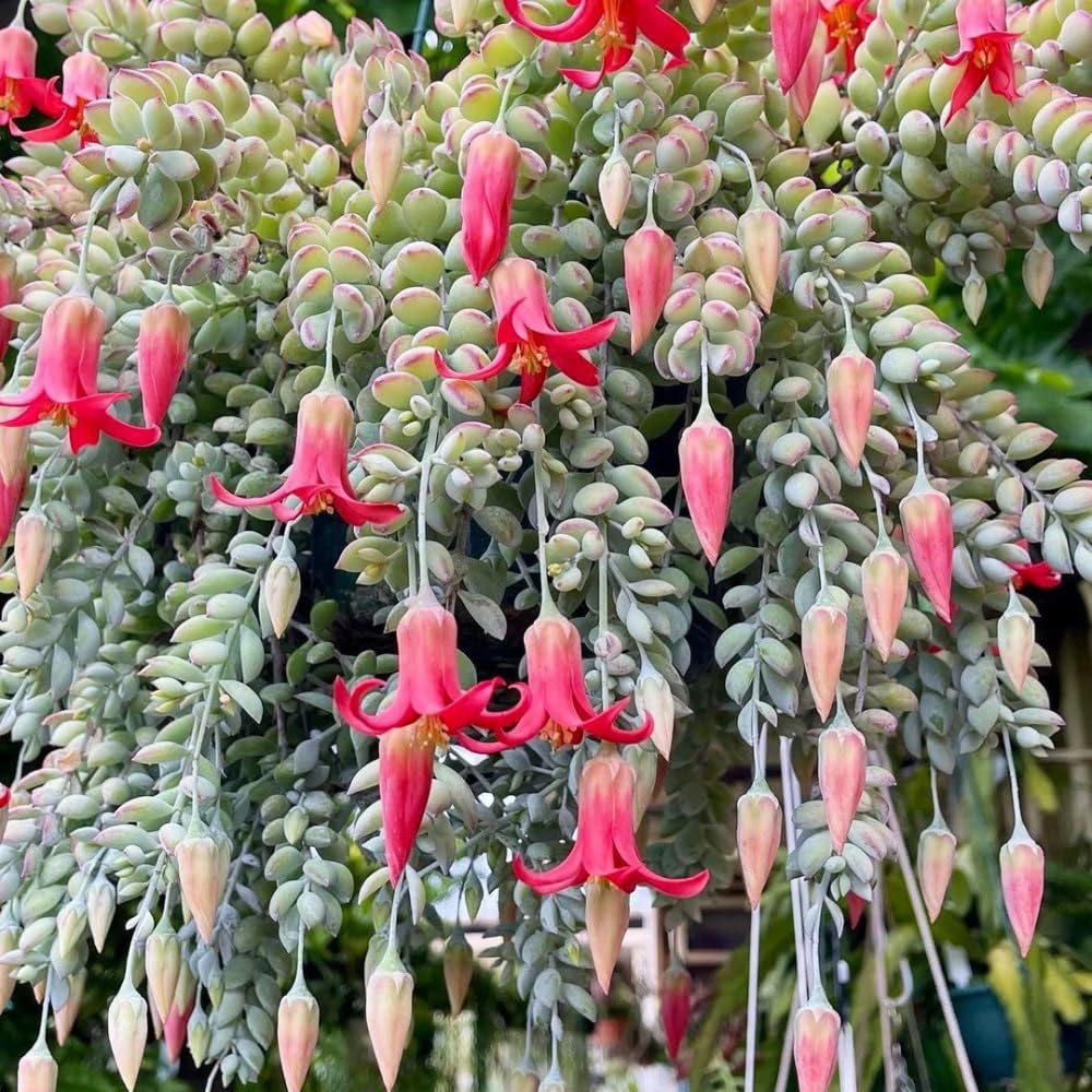 Cotyledon Pendens Succulent Live Plant, 4" Pot, Trailing Succulent Plant, Small Houseplant Cactus for Planting Indoor