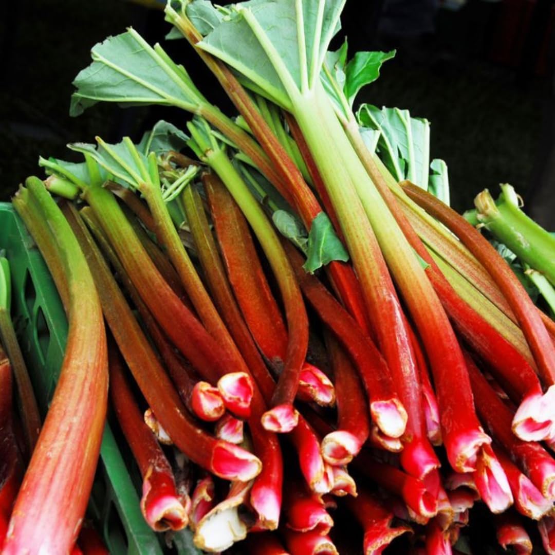 Pack 5 Rhubarb Crowns Extra Large (XL Size) Fast-Growing, Rhubarb Root Division Plant, High Yield, Rich Flavor, Red Stalks