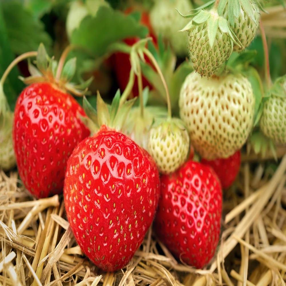 Hand Picked Nursery 10 Seascape Everbearing Bare Root Strawberry Plants Live for Planting, Non-GMO Live Outdoor Plants
